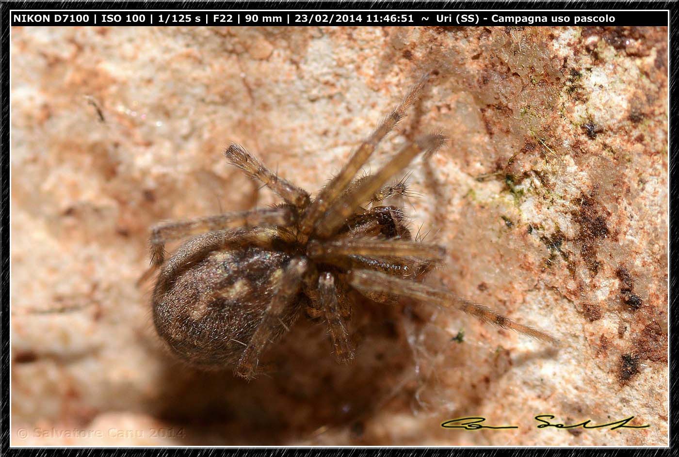 Tegenaria sp. - Uri (SS)